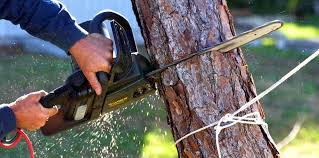 Trusted Lake Isabella, MI Tree Removal and Landscaping Services Experts